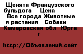 Щенята Французского бульдога. › Цена ­ 45 000 - Все города Животные и растения » Собаки   . Кемеровская обл.,Юрга г.